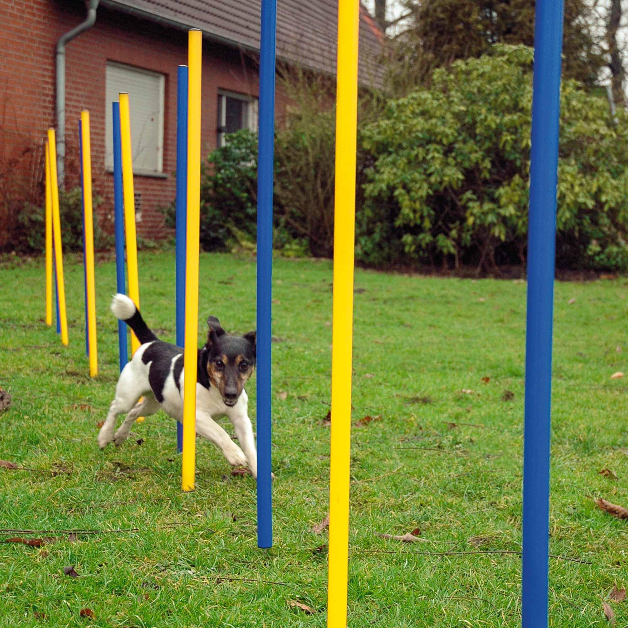 dobar® 50807 Agility Slalom Kit d'agility 12 pièces pour Chiens – Barres de Slalom Bicolores pour l'entraînement – Entraînement de dextérité en kit – Hauteur 110 cm – Bleu/Jaune