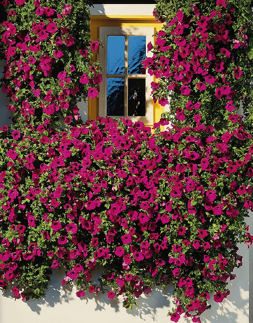 SRI SAI FORESTRY Petunia Flower Seed Mix Color Plant Flower Seeds for Home Garden Terrace Apartments Balcony (B0BDXKS1CT) Amazon Price History, Amazon Price Tracker