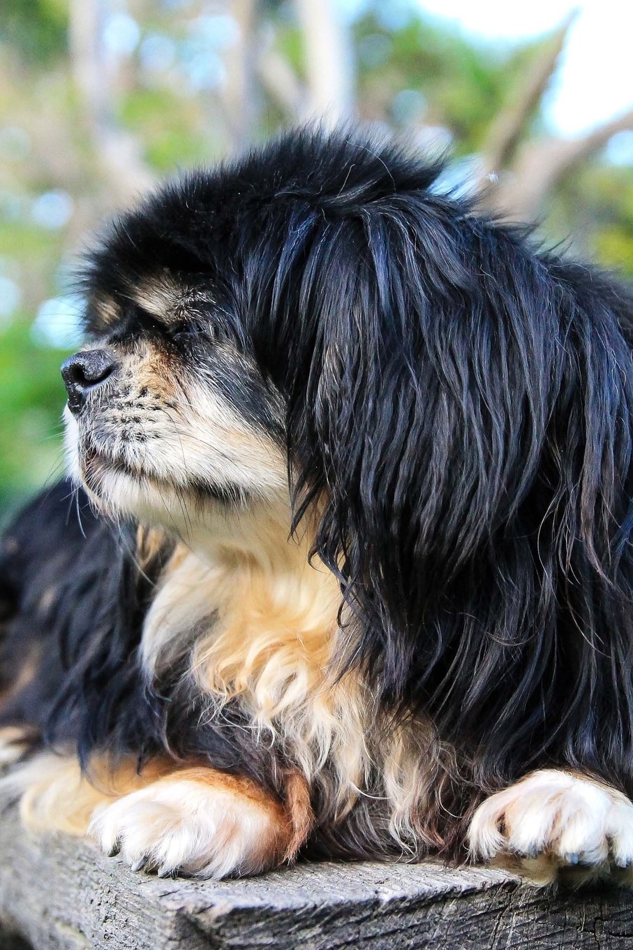 The Tibetan Spaniel Dog Journal: 150 page lined notebook/diary