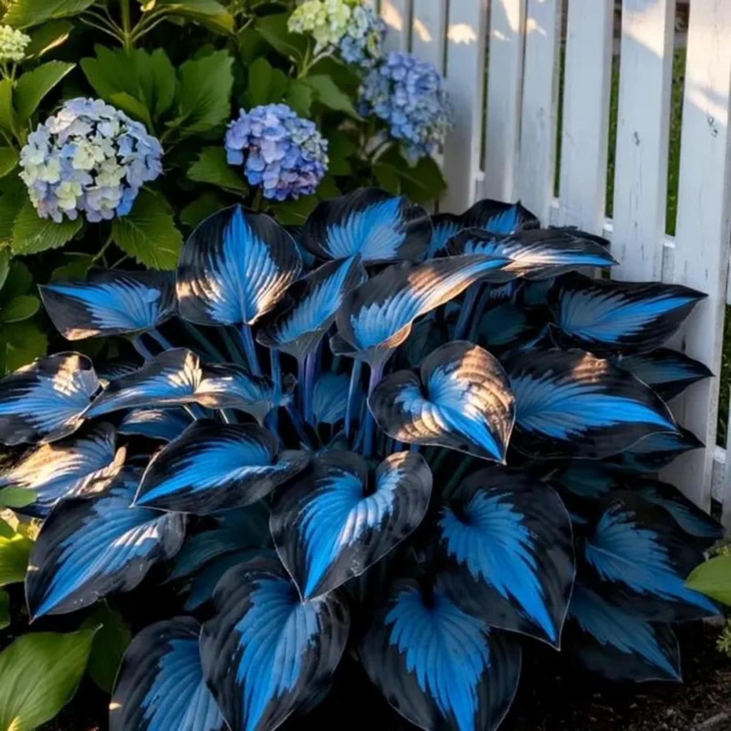 Garden Bulbs, Midnight Blue Hosta Bulbs Live, Hosta Plants for Sale, Excellent Display, Perennial, Easy Plant, Wedding Ornamental Flowers, 6bulbs-k