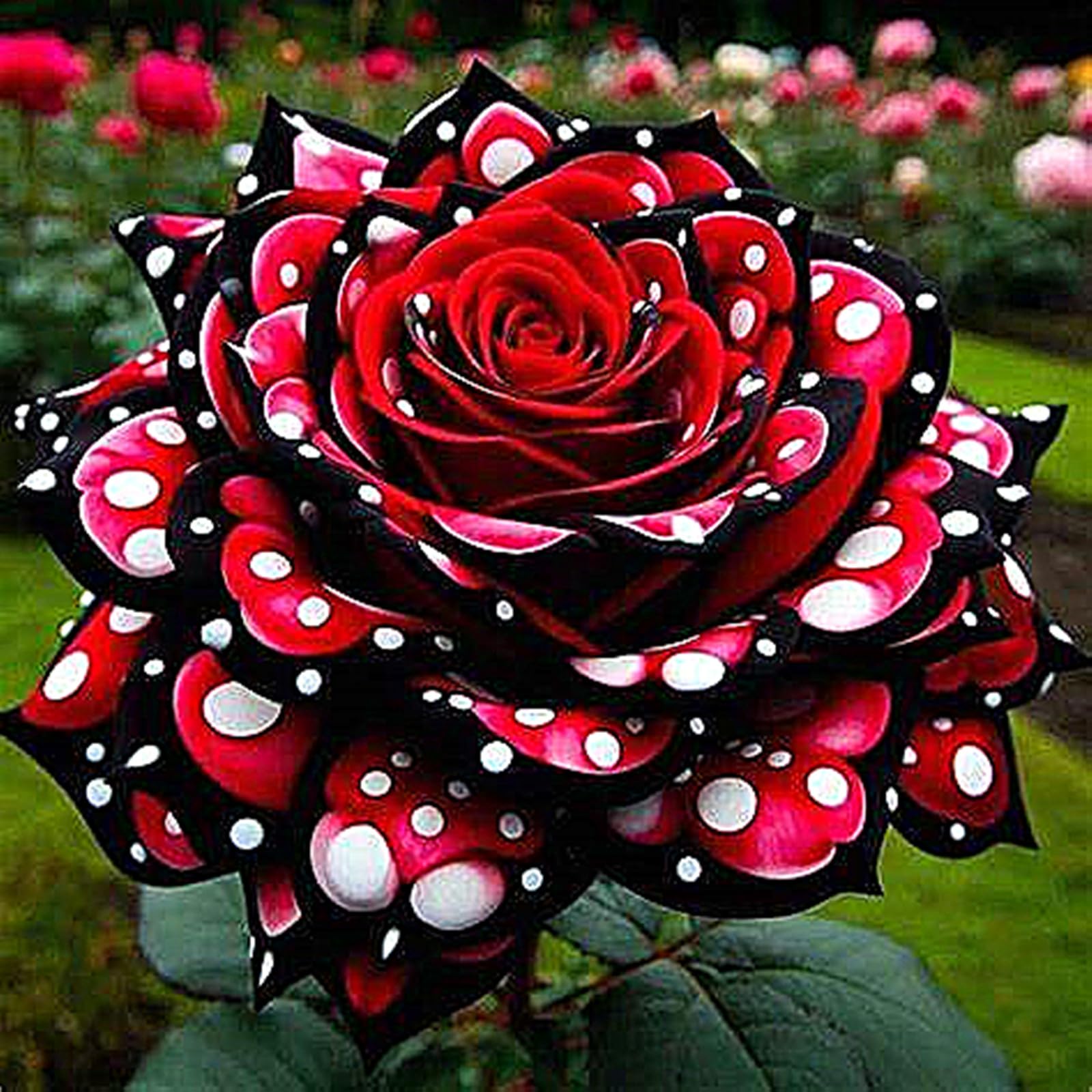 Rose for Planting, Golden Jade Carving, Rose Bulbs, Strong Plants That Grow Well Mix-1bulb-q