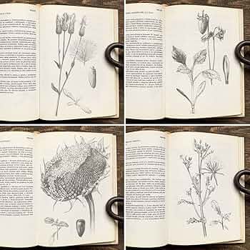 [美しい植物画]チェコの古い植物図鑑(1937年)/植物画 高山植物/ 美しい植物画]チェコの古い植物図鑑(1937年)/植物画 高山植物