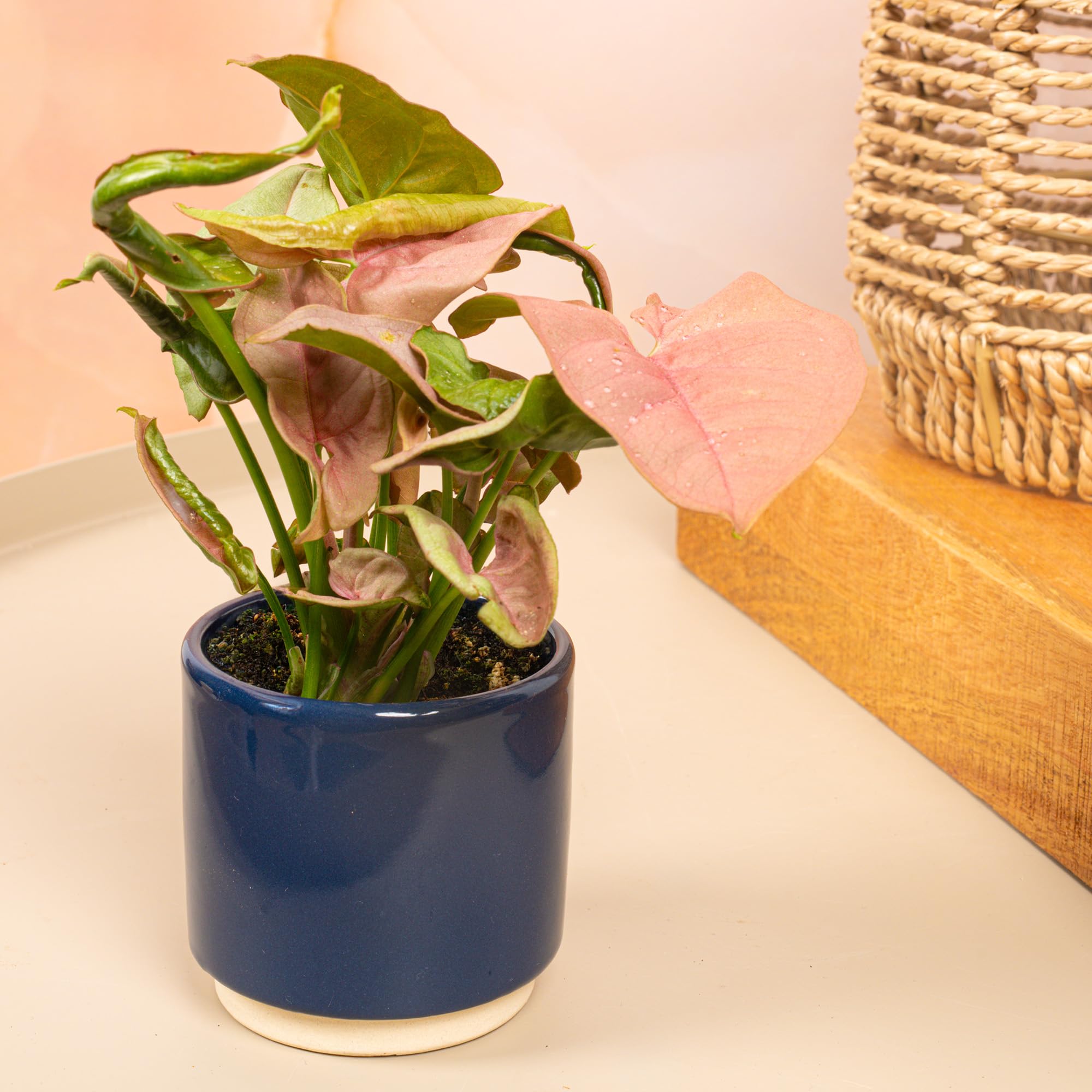 Baby Syngonium Podophyllum Neon Small Indoor Houseplant Gift in a 6cm Pot