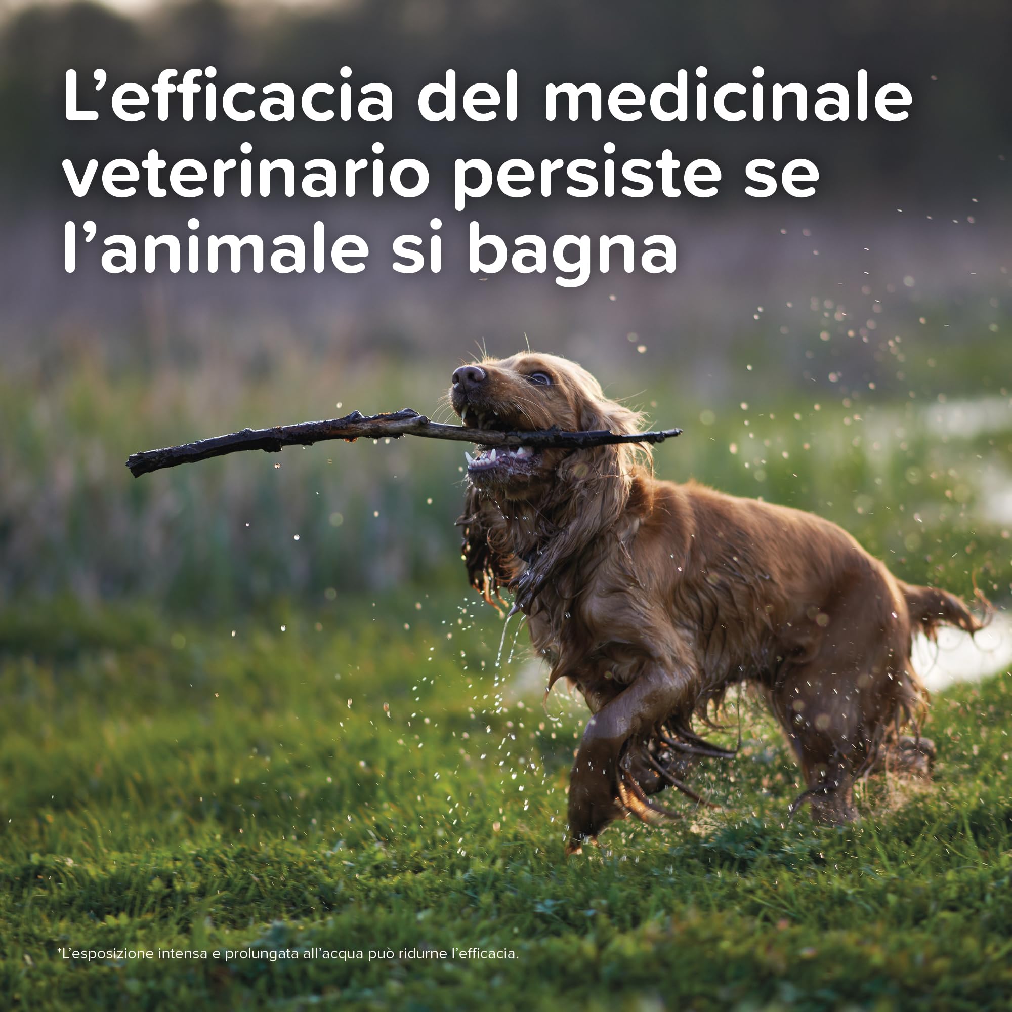 Beaphar ProtecTix Cane, Antiparassitario Spot-On per Cane Piccolo (4-10 Kg), Riduce il Rischio di Leishmaniosi, Contro Zecche, Pulci e Pidocchi, Confezione 4 Pipette da 1 ml