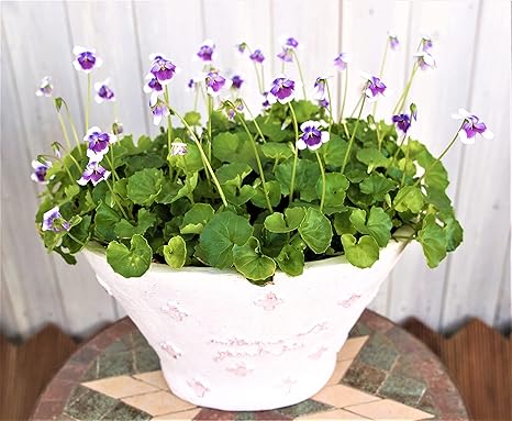 Amazon はなみどり パンダスミレ 花苗 2株 白紫系 Diy 工具 ガーデン Amazon はなみどり パンダスミレ 花苗 2株 白紫系 Diy 工具 ガーデン
