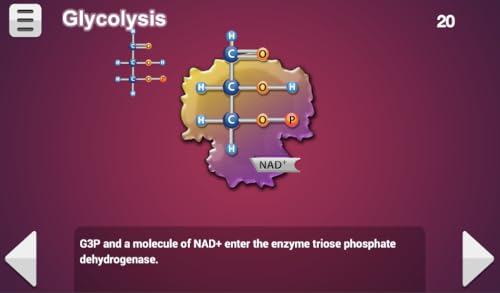 FCS - Cellular Respiration