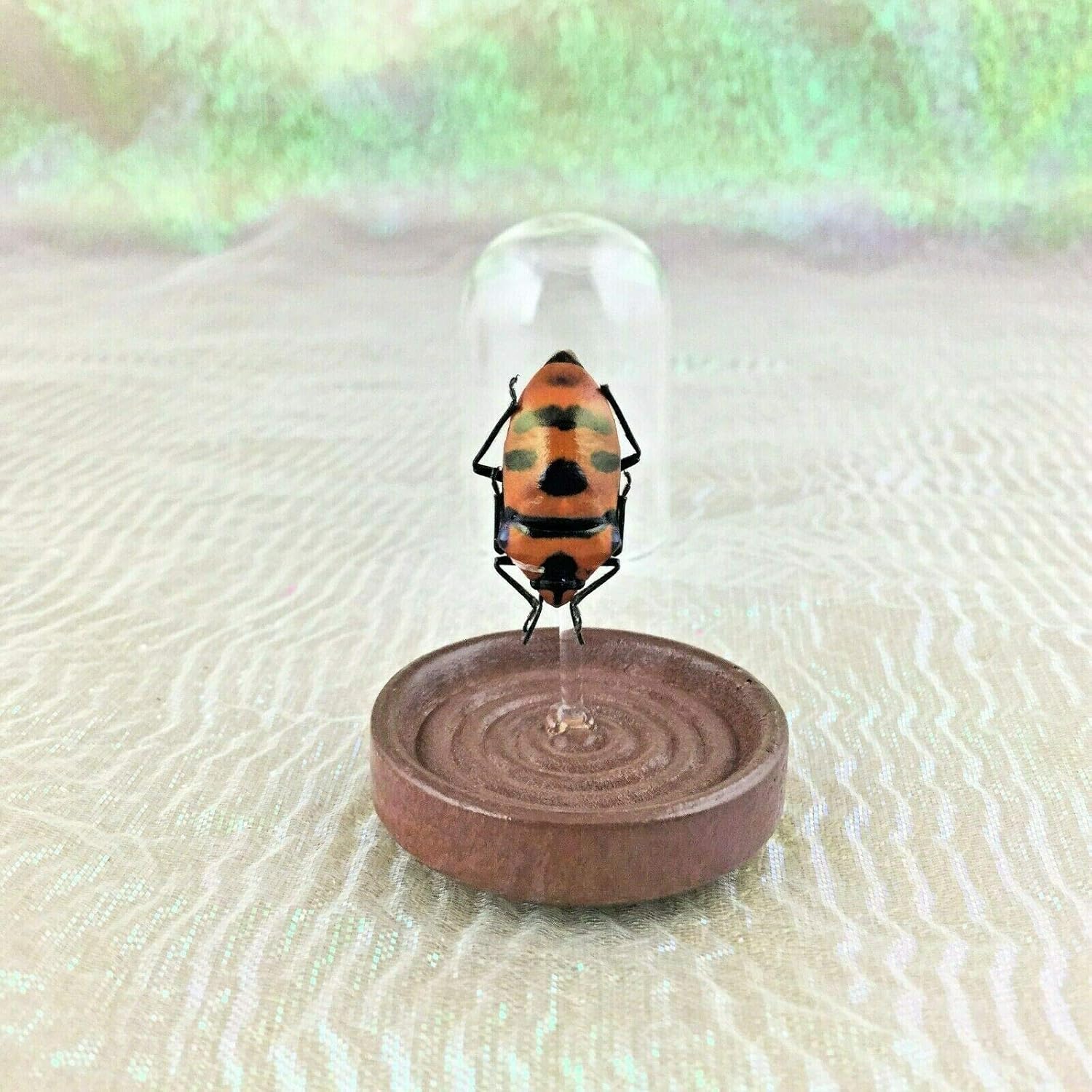 Entomology Man Faced Beetle Glass Dome Display Collectible Bug