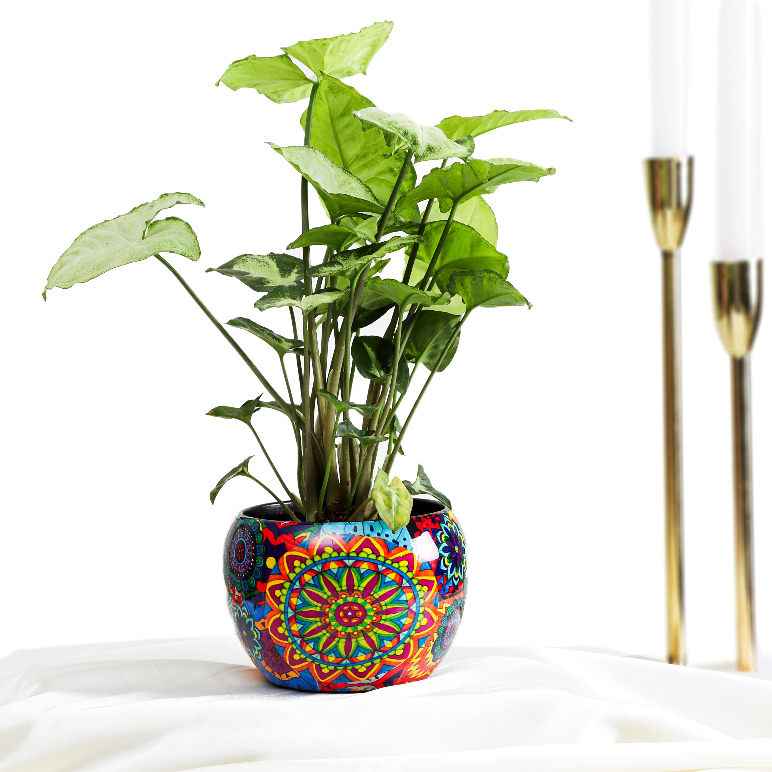 Flora Dlite Sygonium Plant in Mandala Metal Pot - Indoor Live Plant for Home Decor | Perfect for Living Room & Office Desk | Original Indoor Plant Pots (B0D7FD22J9) Amazon Price History, Amazon Price Tracker