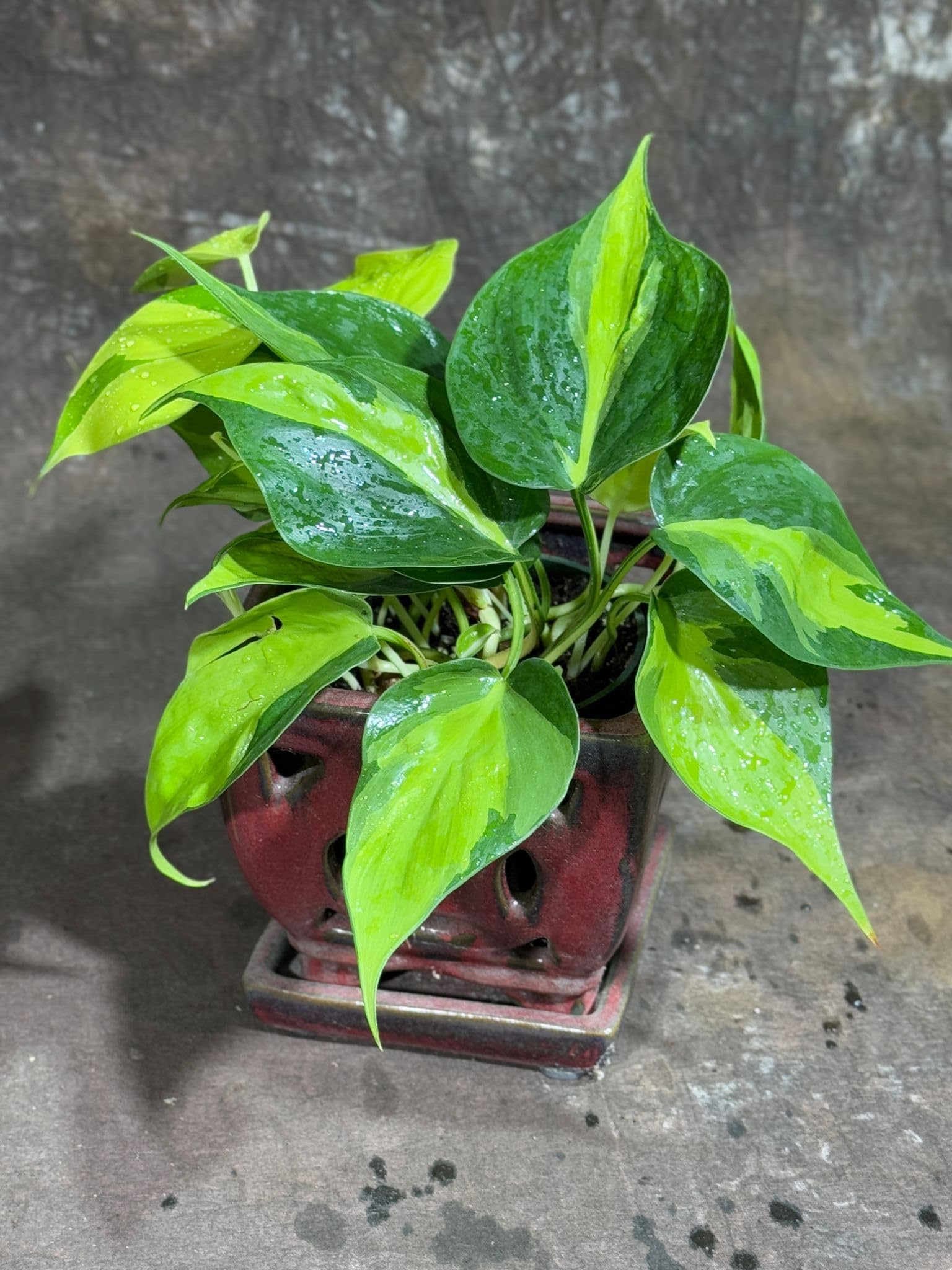 Amazon.com : PLANTVERS Brazil Philodendron in 4" Pot  Philodendron  Hederaceum 'Brasil'  Trailing Vine Plant  Low Maintenance Indoor Plant   Vibrant Foliage  Air Purifying & Pet-Friendly Houseplant : Patio, Lawn &  Garden