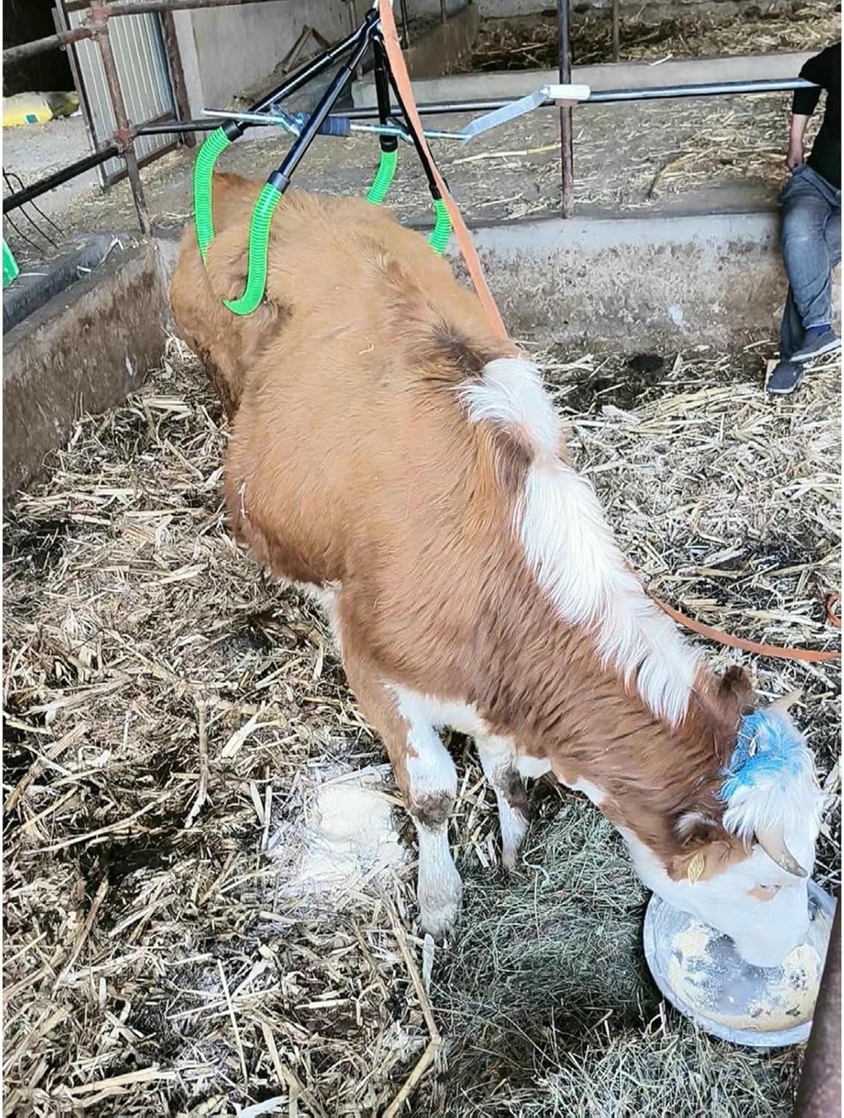 Regulowane narzędzie do podnoszenia bioder krowie, stalowe urządzenie wspomagające postawienie bydła, pomoc w dystocji mlecznej w gospodarstwie, pomoc w udojeniu