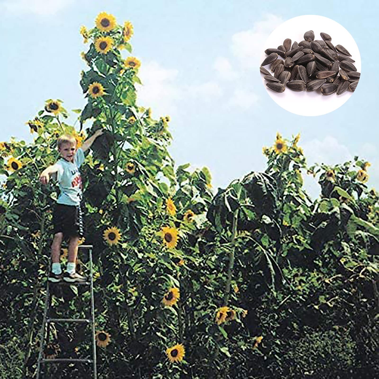 50Pcs Sunflower Seeds Pack Tall Version Fragrant Flourishing Sunflower Seedlings for Greenhouse Seeds 1size