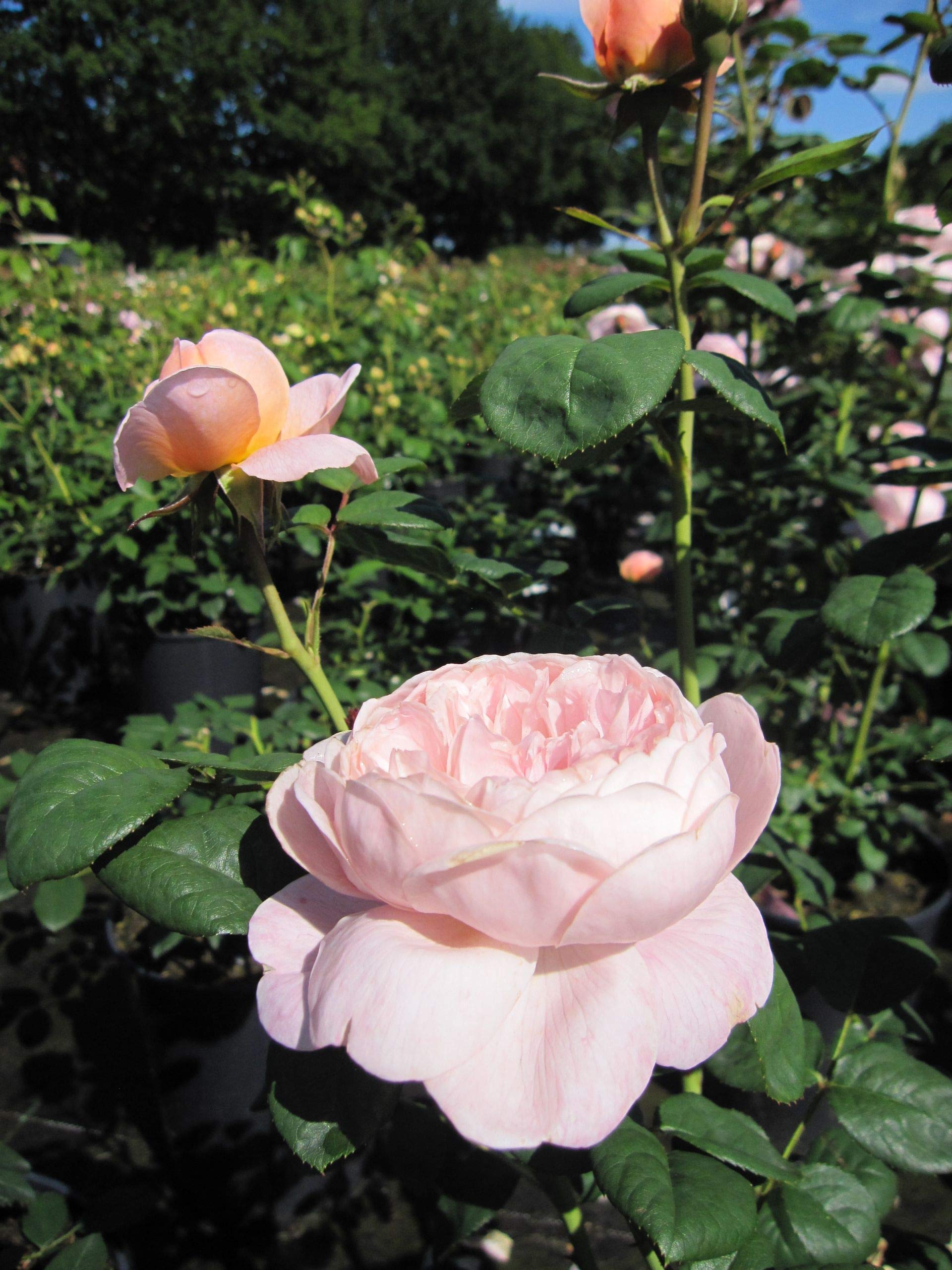 Rosa Queen of Sweden® - Englische Rose Queen of Sweden®