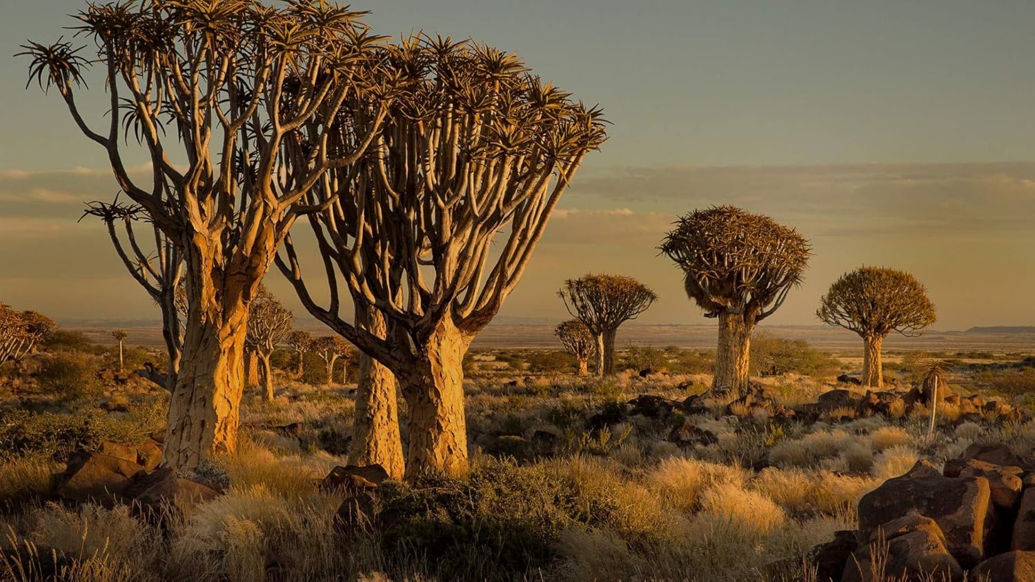 Diy 5 D大人子供ダイヤモンド絵画セット 草原バオバブダイヤモンド刺繍クリスタルストーン貼り絵芸術30x40cm