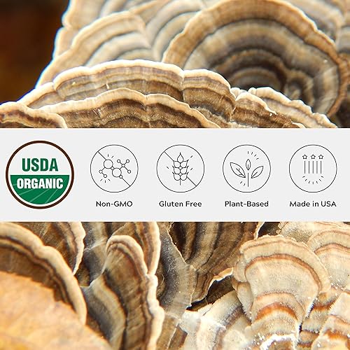 Polvo orgánico de hongos de cola de pavo único, sin OMG, comercio justo, sin gluten, apoyo intestinal, energía, cerebro e inmune, suplemento vegano
