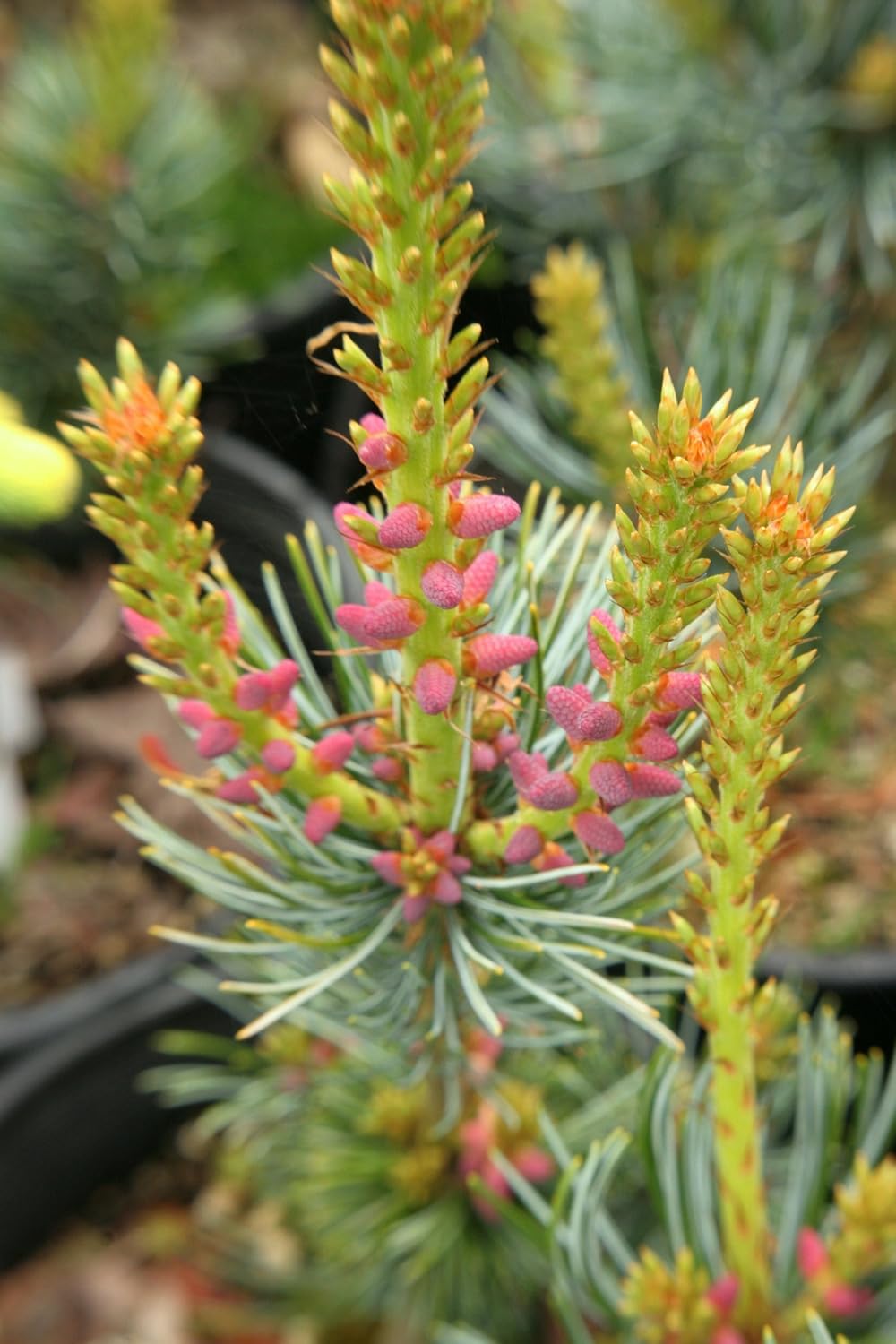 Blue Japanese White Pine 3 - Year Live Plant
