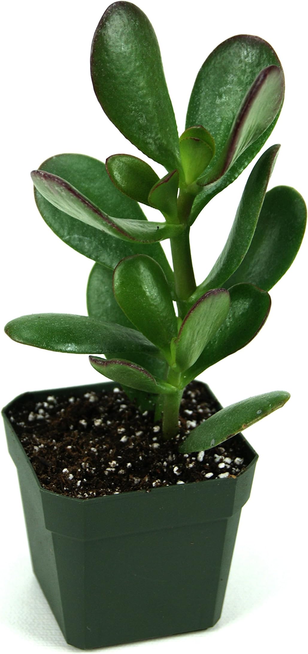 Crassula ovata 'Jade Plant'
