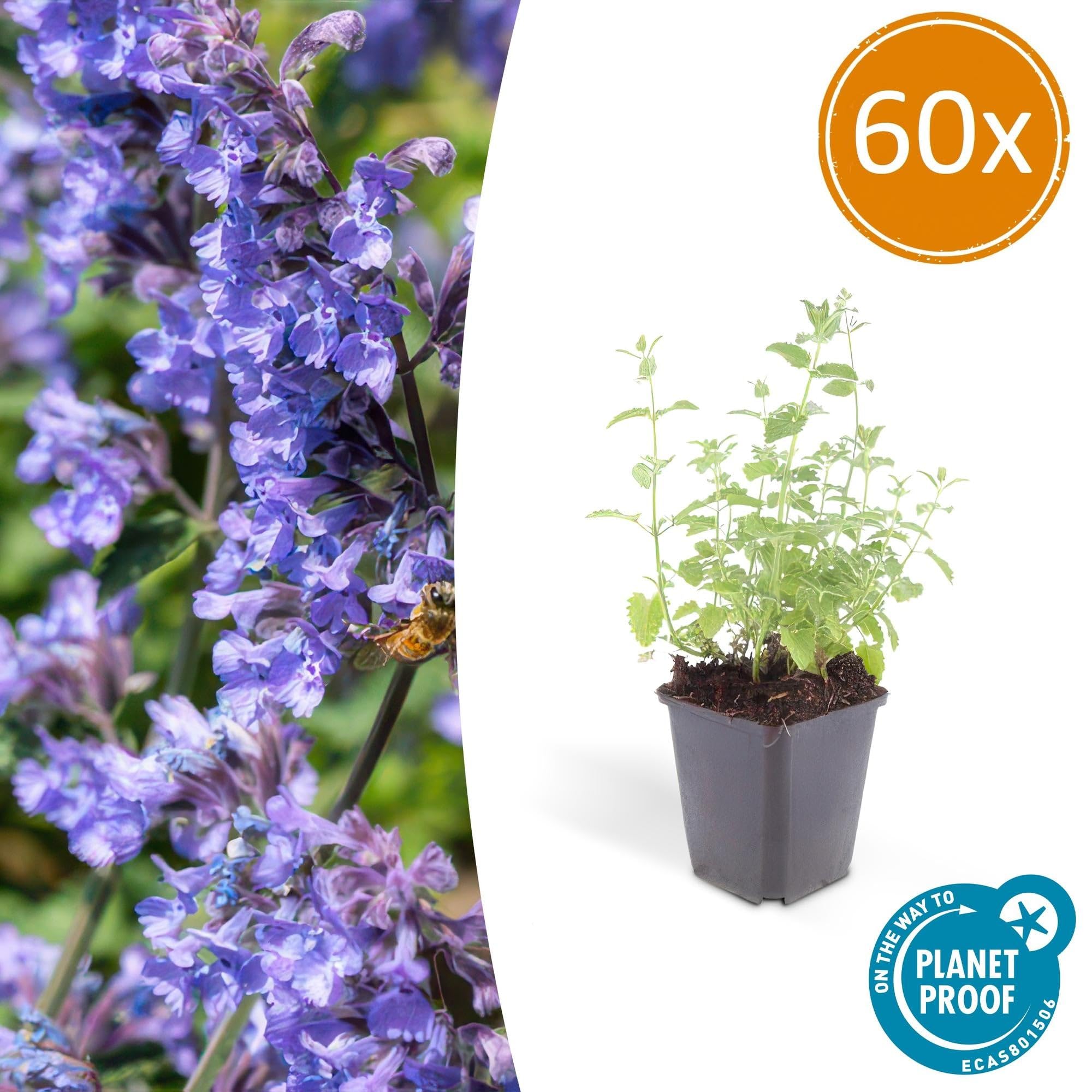 Katzenminze Nepeta 'Six Hills Giant' Lila Staude 12 Pflanzen Ø9 cm 10-25 cm