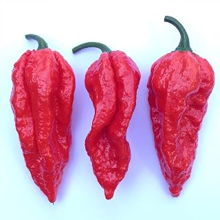 Wayland Chiles Bhut Jolokia Chile, Red, 20 Seeds