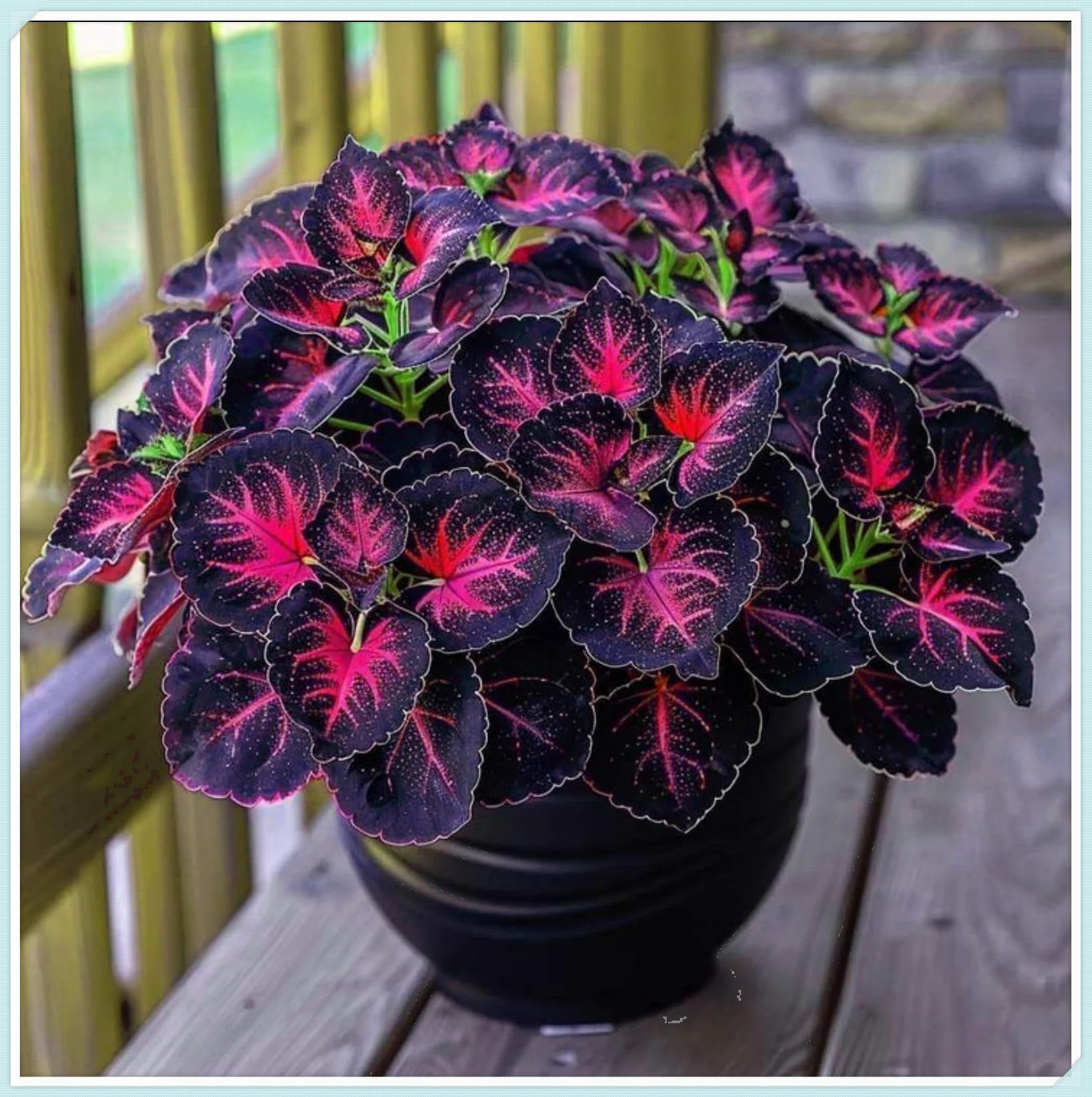 Excellent Hostas Bulbs for Planting Now UK Greening Good for Containers Display Plant Holiday Gifts Natural Organic Easy Planting Ornamental Perennial-4Bulbs-E