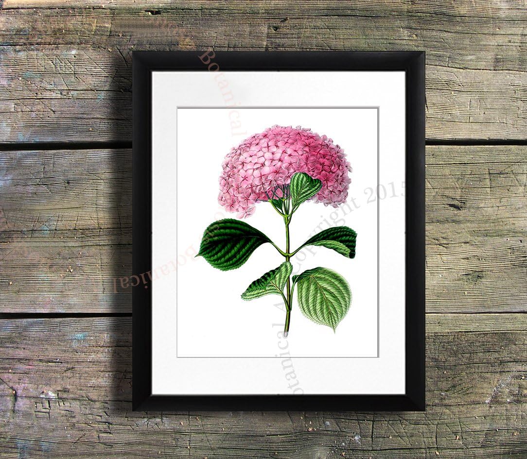 Gnosis Picture Archive Pink Flowers Hydrangea Art Set of 4 Unframed Hydrangea Home Decor Pink_Hydrangea_4A