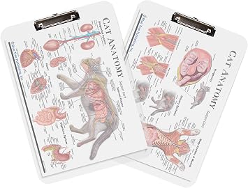 Cat Anatomy (a4 clipboard)