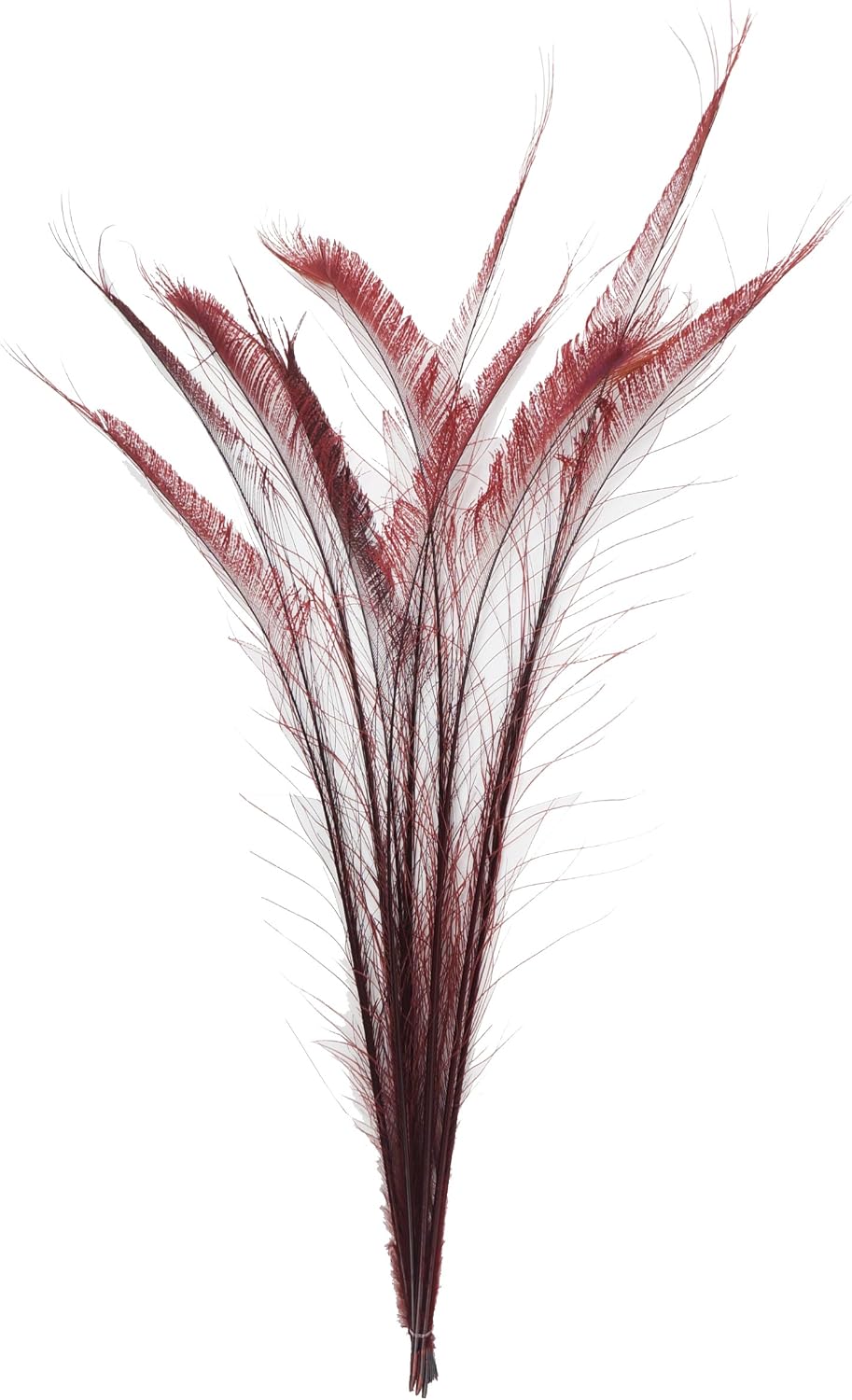 ZUCKER - Natural Peacock Sword Stem Feathers - 10 Piece Packaged Feathers for Art Supply, DIY, Craft, Home Décor, 30”- 40” - Brown