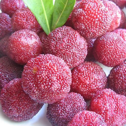 Miniatura 4 de QAUZUY GARDEN 10 semillas de bayas chinas de alta calidad, sabrosas y de alto rendimiento, semillas de frutas tradicionales sin OMG para plantar