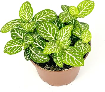 Fittonia Jolly Lemon Nerve Plant Air Purifying House Plant, 2.5 inch Pot