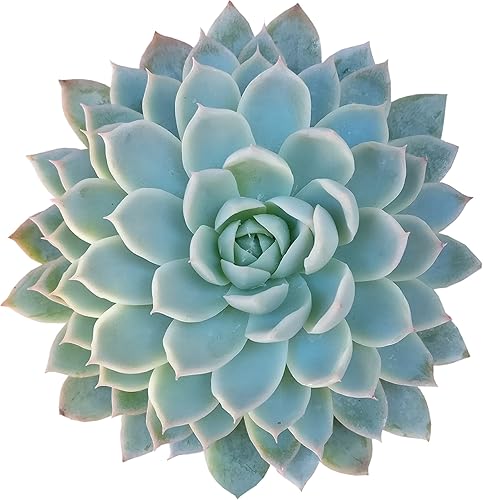 Echeveria Violet Queen - Planta suculenta saludable Echeveria Live de fácil cuidado para interiores, totalmente arraigada en tamaños de 246 pulgadas