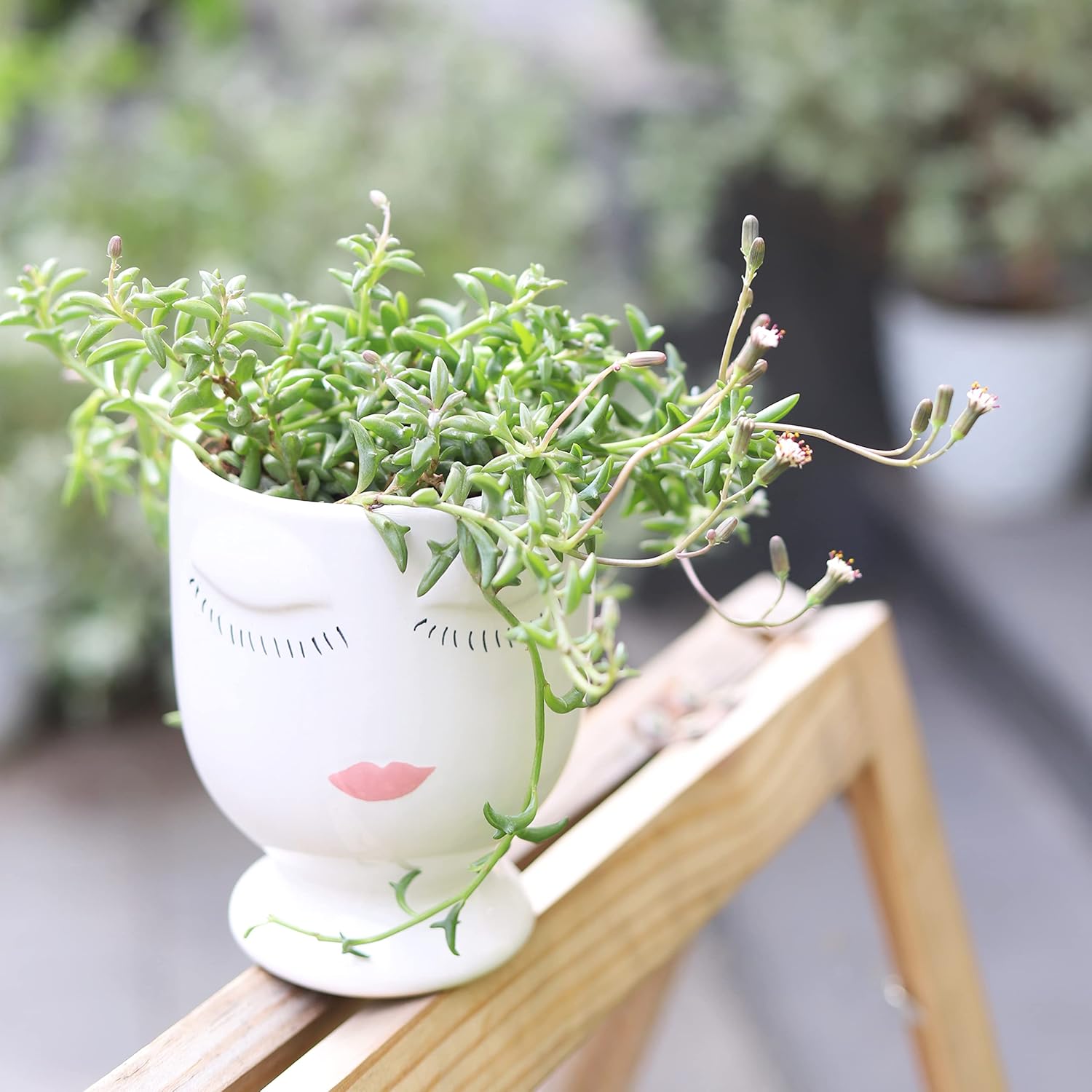 String of Dolphins Senecio Peregrinus Succulent (4 inch + White Modern Pot) | Live Healthy Unique Hanging Fully Rooted Succulents for Home Office Decoration