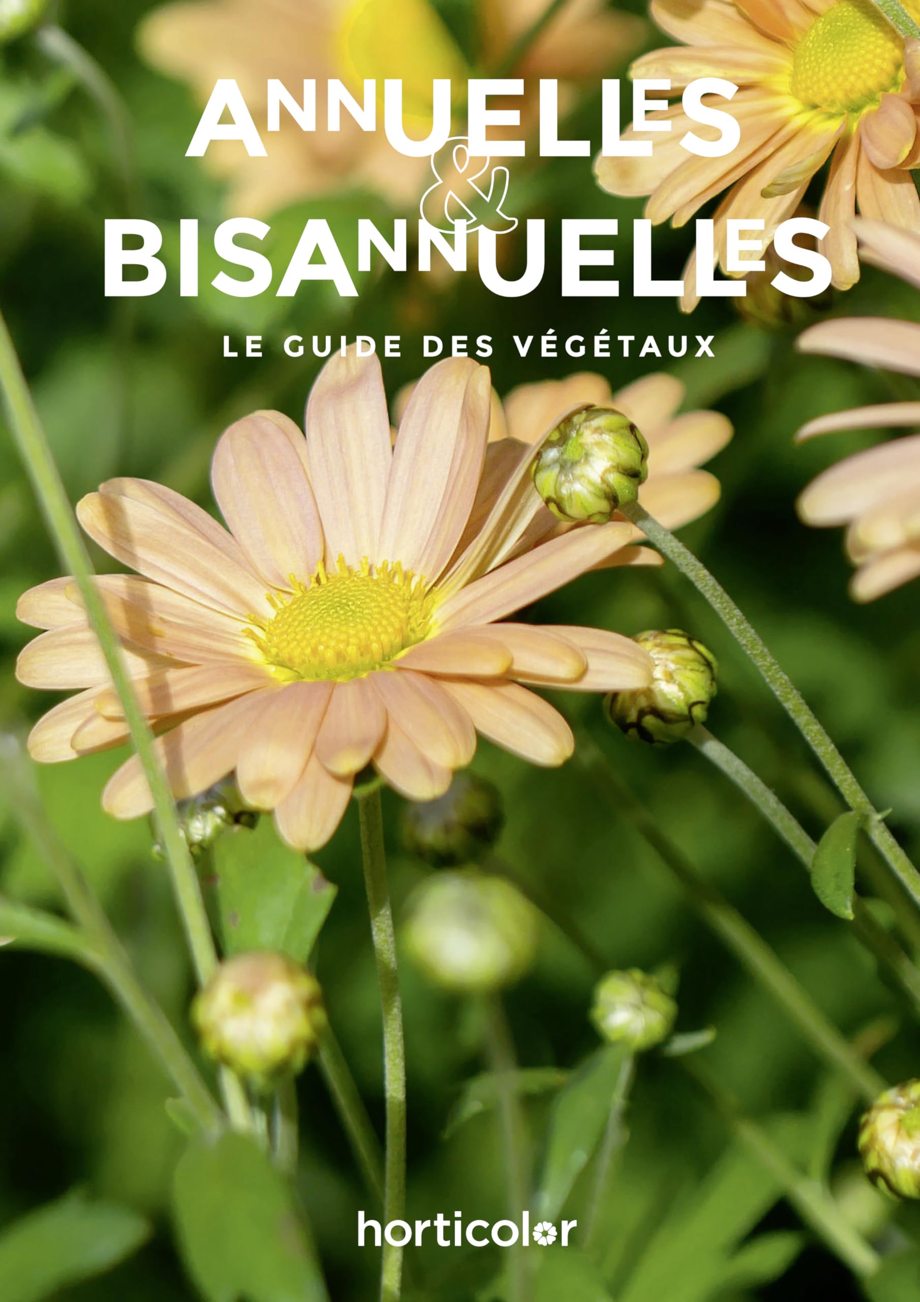 Guide des annuelles et bisannuelles