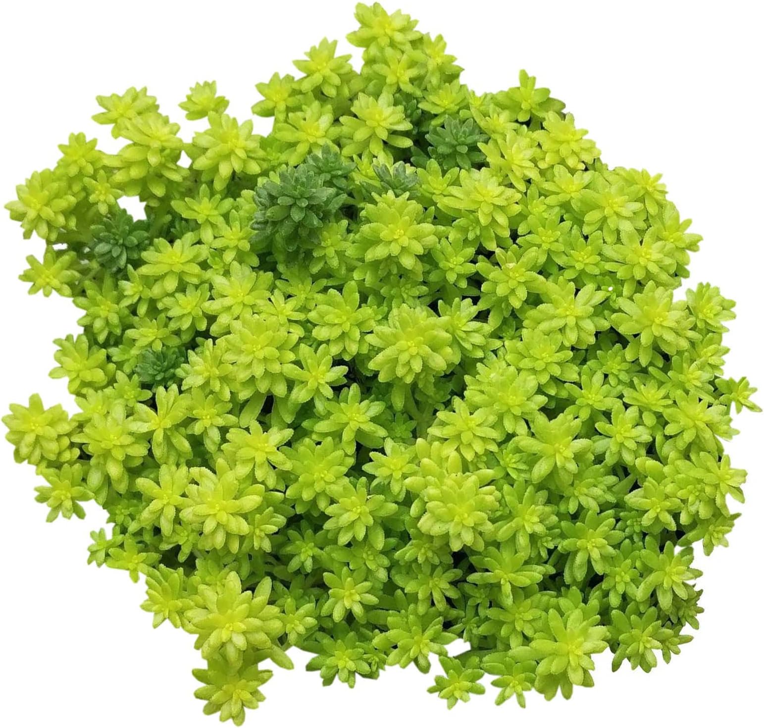 Sedum Golden Moss (4 inch) | Tokyo Sun Succulent for Sale | Best Succulent Ground Covers