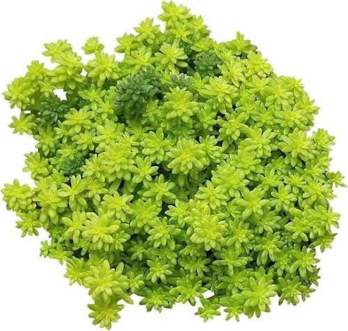 Sedum Rupestre "Angelina, 4 pulgadas
