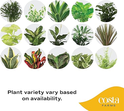 Miniatura 4 de Costa Farms Clean Air - Colección de plantas de casa viva 8 pulgadas de alto en maceta blanca natural y ZZ Zamioculcas zamiifolia planta de interior