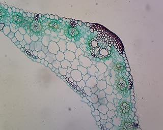 Zea Mays Leaf - Microscope Slide