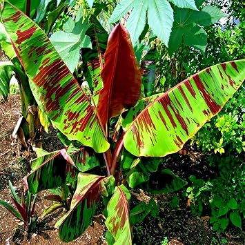 5 Seeds Red Tiger Darjeeling Banana Plant | Musa sikkimensis Cold Hardy Tree Seeds
