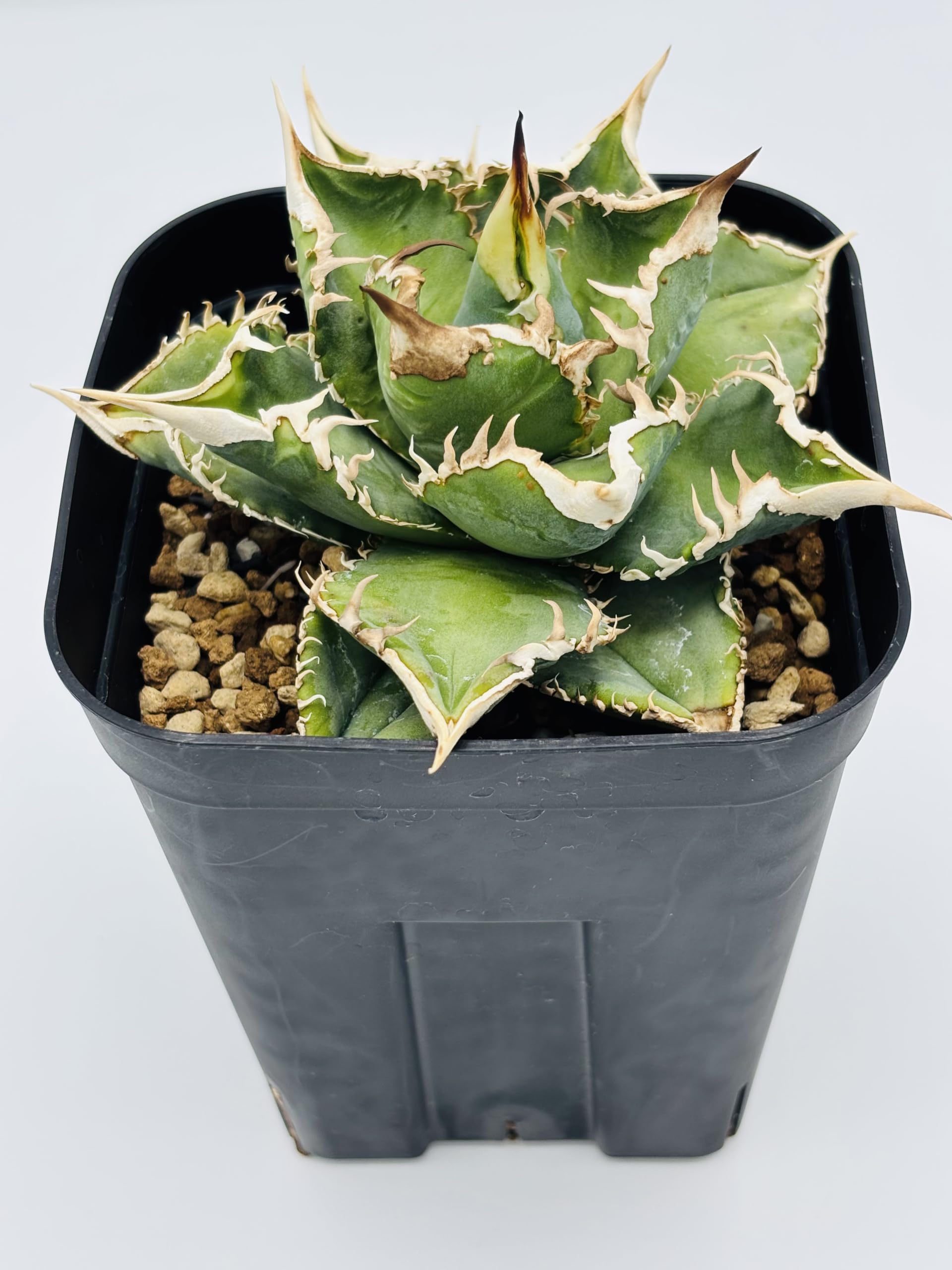 Amazon｜アガベ チタノタ 大白鯊/Agave titanota 'Great White Shark