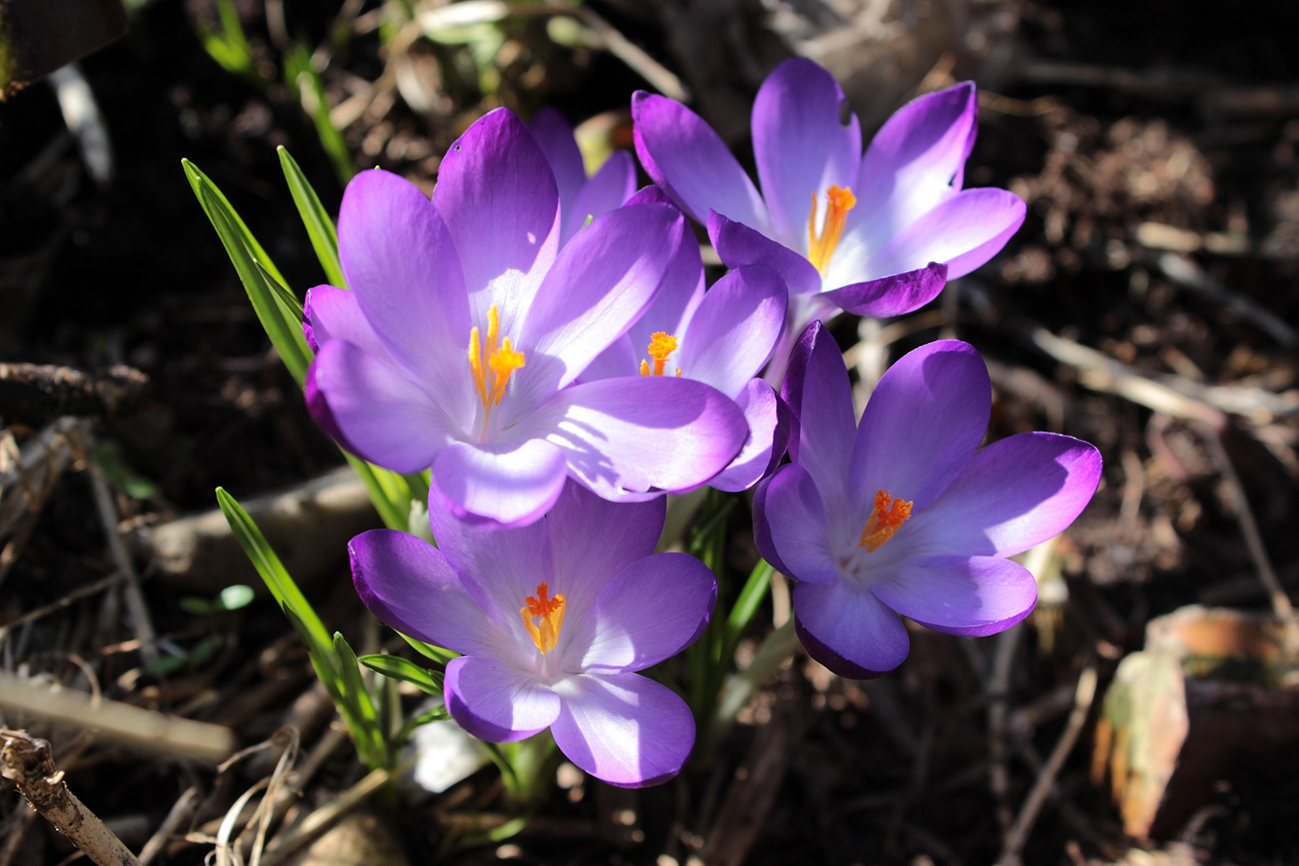 1000 Botanische Krokusse Ruby Giant Blumenzwiebeln Crocus tommassianus