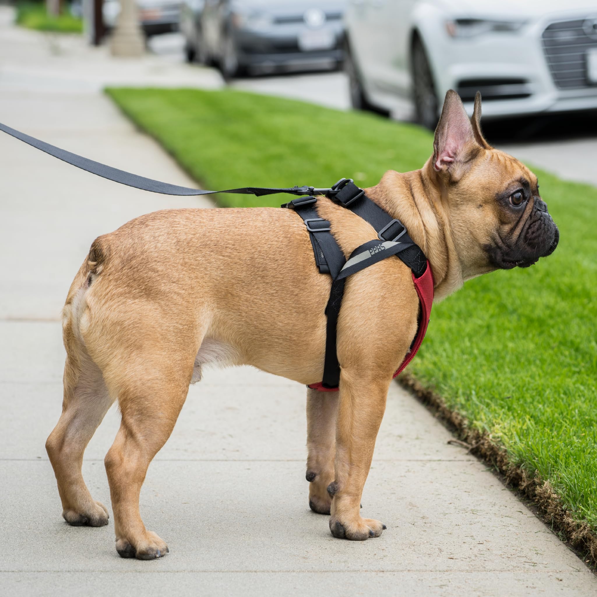 Clickit Sport Plus - Crash-Tested and Safety Certified Car Seat Belt Harness for Dogs (Extra Large, Strawberry Red) - image 7