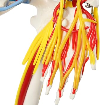 33 Human Skeleton Model with Nerves, Veins and Arteries | Removable Skull Cap, Articulated Mandible, Includes Display Stand, Worry Free