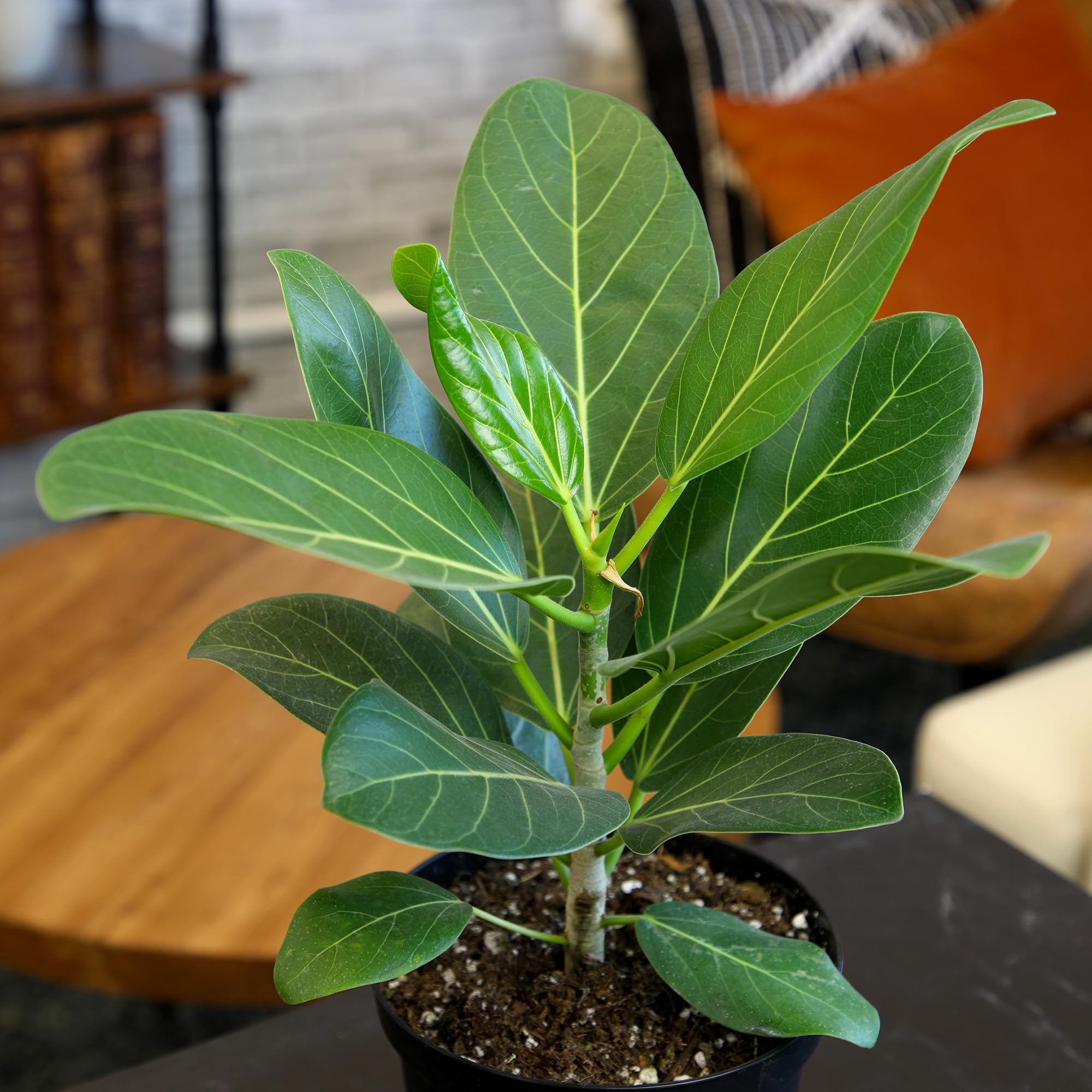 austral gem birds nest fern Asplenium 'Austral Gem' (Birds Nest Fern)  Dragonfly Farm & Nursery