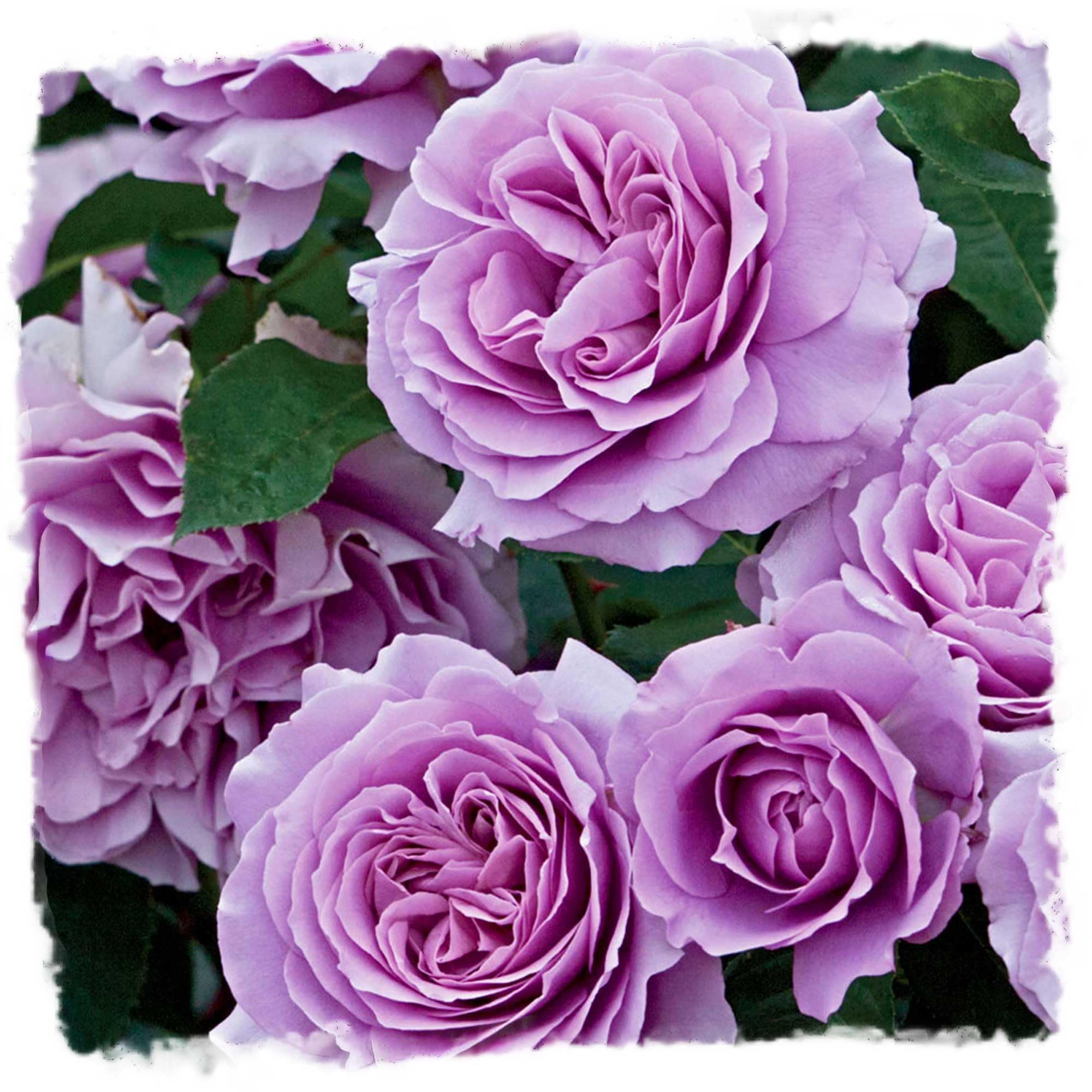 Angel Face Rose
