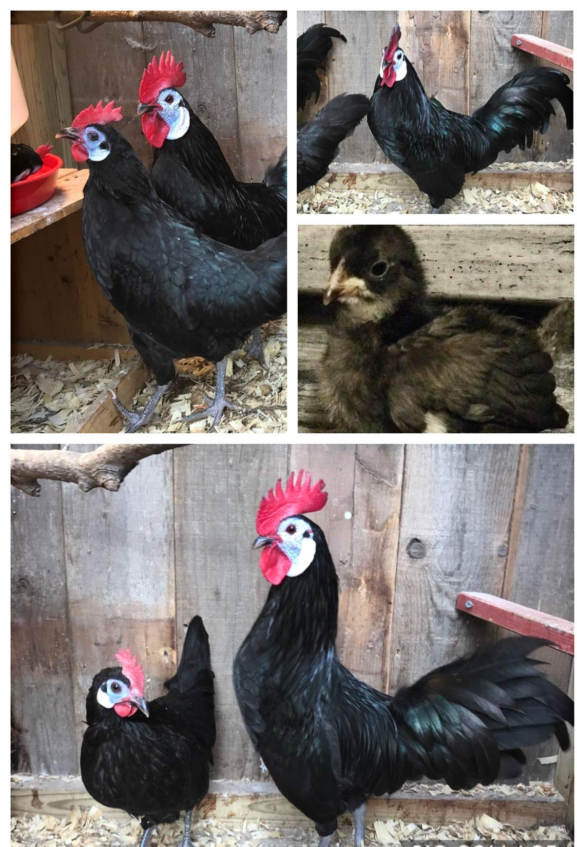 Amazon.com: White Face Black Spanish Bantam Fertile Hatching Eggs : Patio,  Lawn & Garden