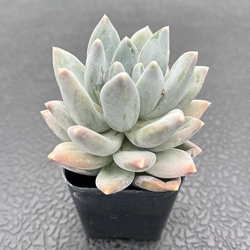 Miniatura 2 de Sprout N Green Pachyphytum 'Moon Silver', 1 planta suculenta viva totalmente arraigada en maceta de 2 pulgadas, planta de interior y exterior,