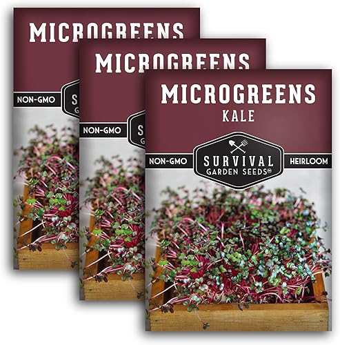3 paquetes de semillas de microgreens de col rizada para brotar y cultivar Brote de microvegetales de hoja verde en interiores Cultiva tu propio