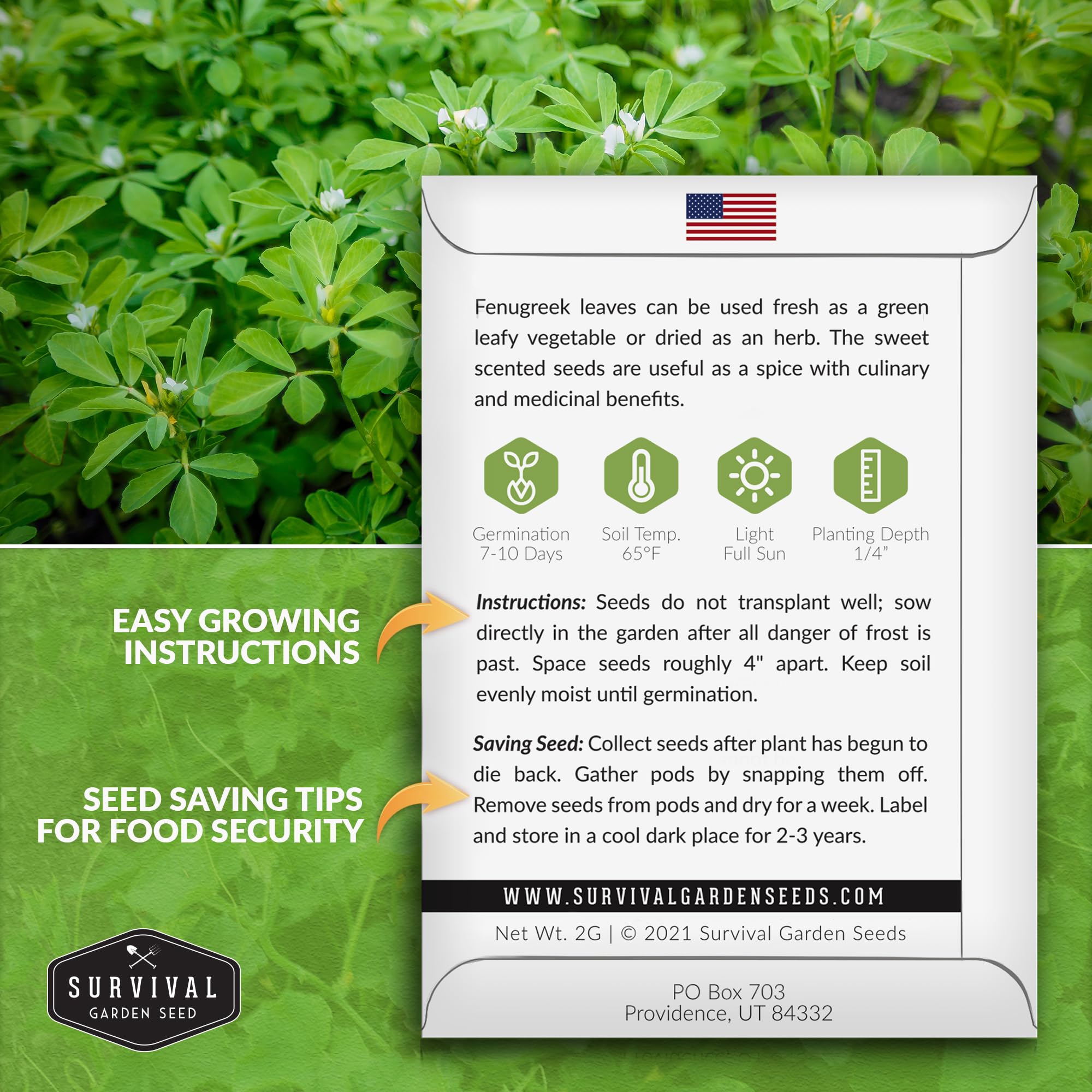Amazon.com : 2 Packs Fenugreek Seed for Planting with Instructions to Grow  Samudra Methi in Your Home Vegetable Garden - Non-GMO Heirloom - Good  Microgreens or Sprouts - Survival Garden Seeds :
