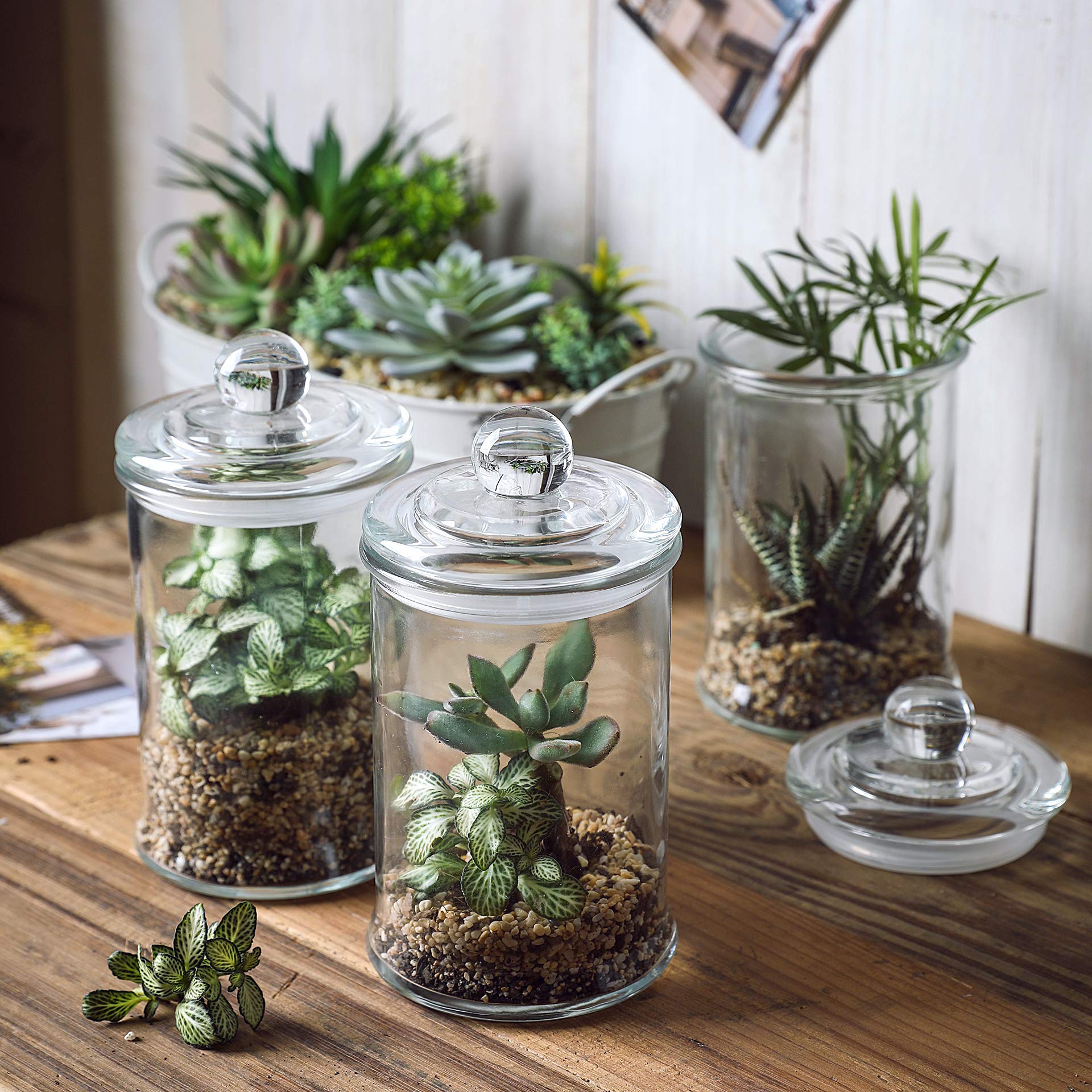 WHOLE HOUSEWARES | Glass Apothecary Jars Bathroom Storage Organizer Canisters For Cotton Swabs, Cotton Balls, Makeup Sponges, Bath Salts, Hair Ties, Makeup | (D3.5"XH7")