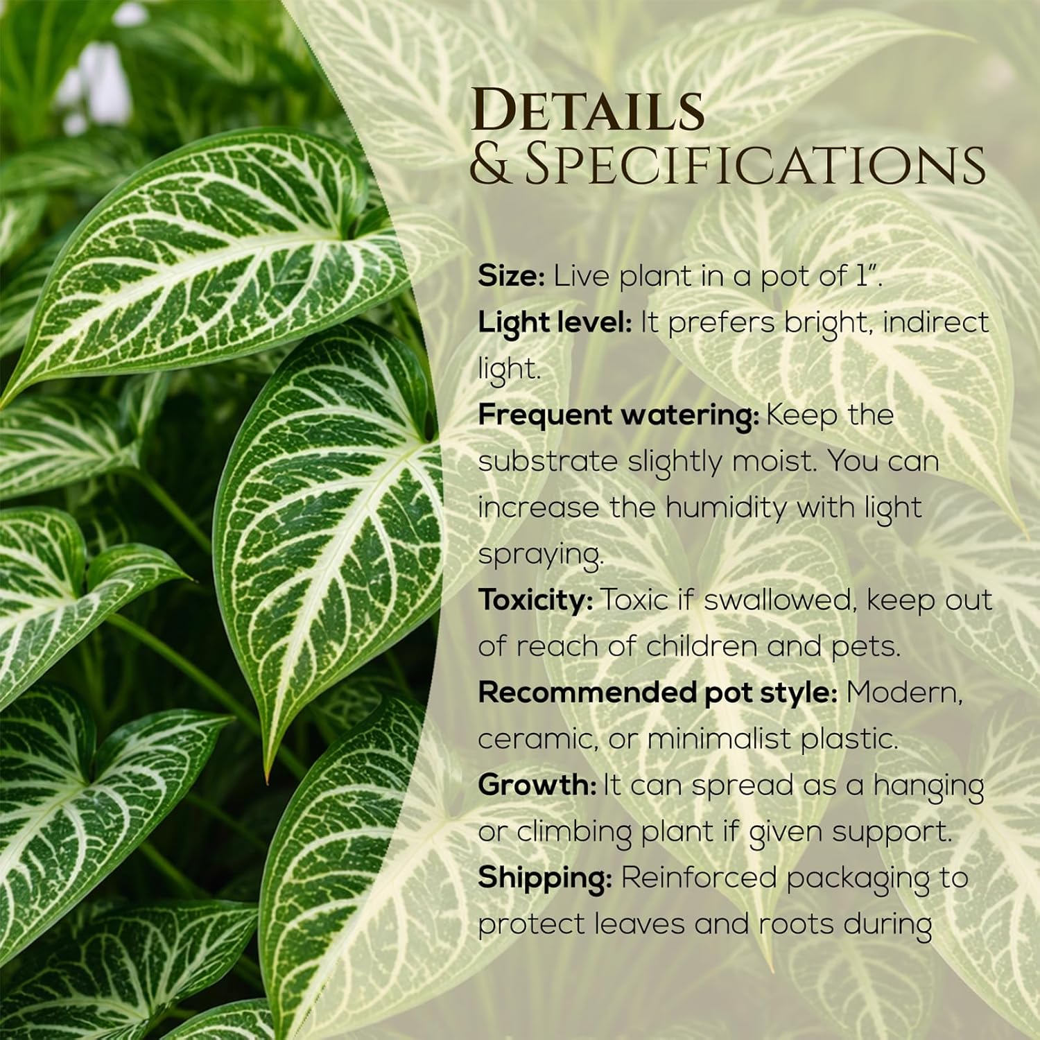 Syngonium Plant Collection (4 Pack) Live Starter Plants, Batik, Holly M, Milk Confetti, Neon Robusta, Rare Indoor Houseplants, Easy Care Arrowhead Vine Plants Live