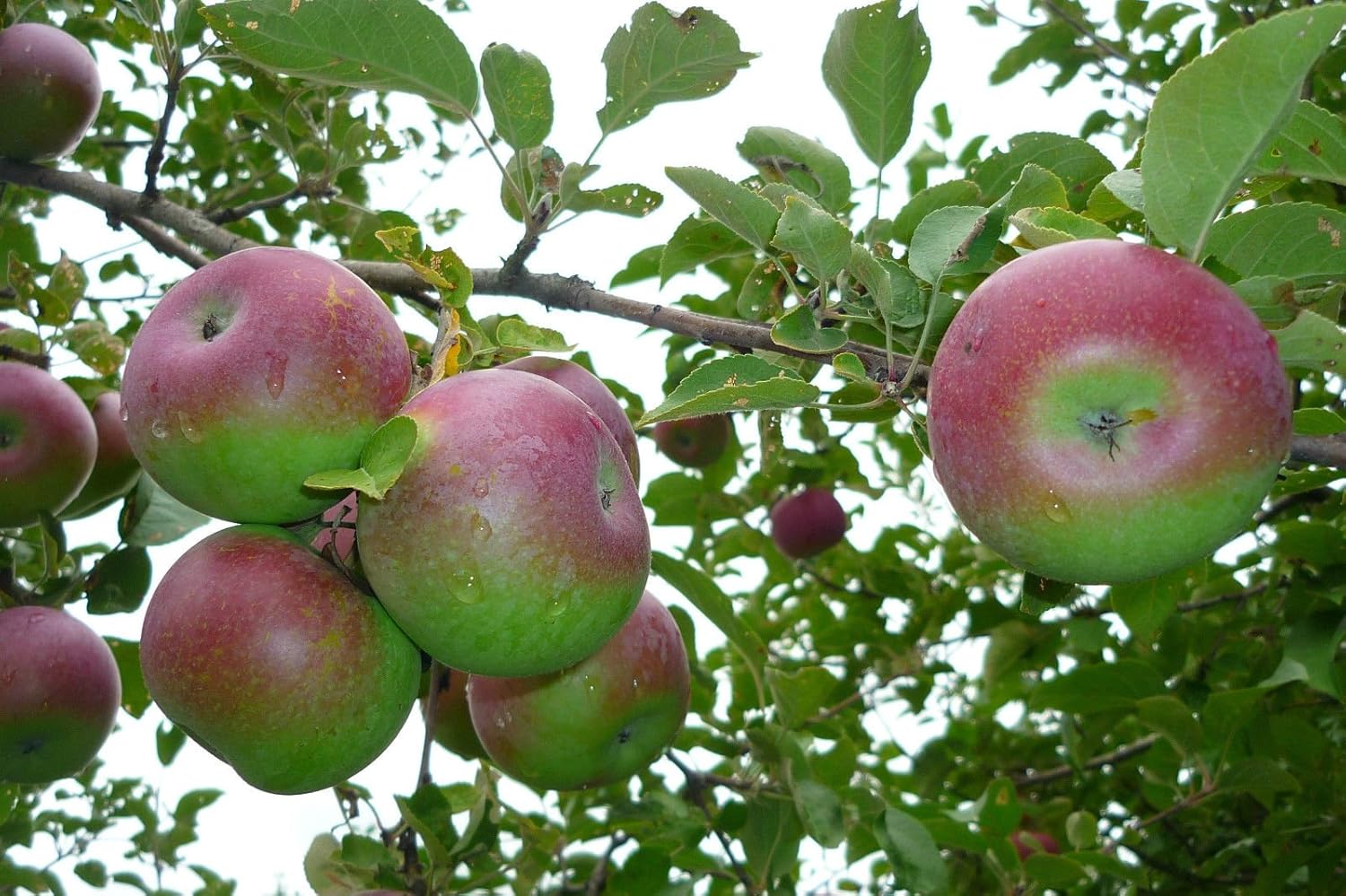 Apple Seeds MCINTOSH Canadian Favorite Easy to Grow Your Own Tree