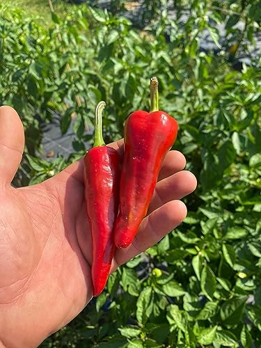 Miniatura 5 de Springs Fireplace Salsa picante Tesuque - Pequeño lote, cultivado en granjeros, pimientos rojos raros Tesuque, calor medio, salsa picante diaria,